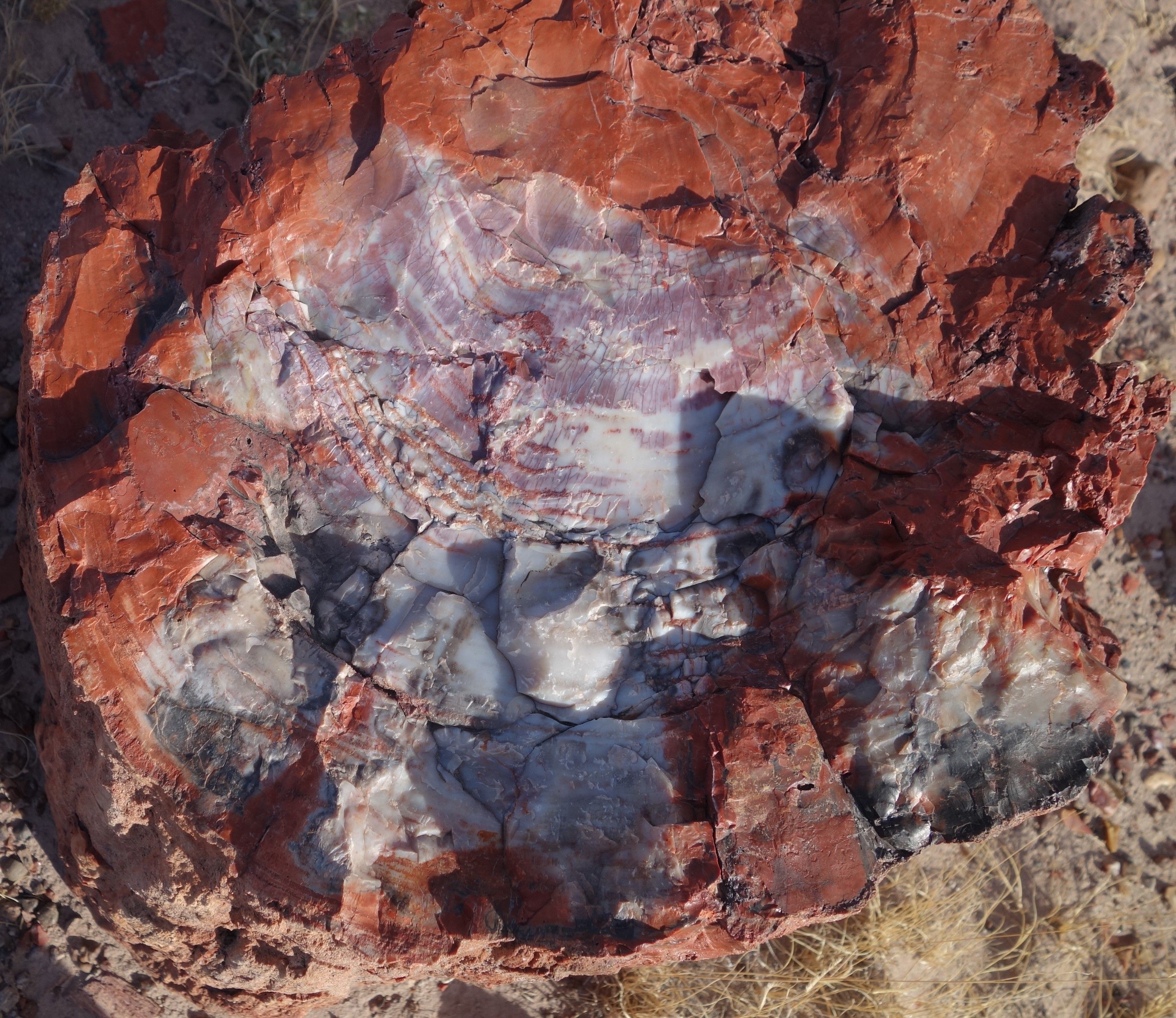 Petrified Forest NP